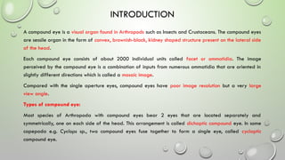 Compound Eye Science Detailed Study of Compound Eye Structure and Function in Insects | PPTX