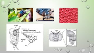 Compound Eye Science Detailed Study of Compound Eye Structure and Function in Insects | PPTX