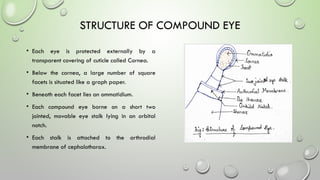 Compound Eye Science Detailed Study of Compound Eye Structure and Function in Insects | PPTX