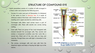 Compound Eye Science Detailed Study of Compound Eye Structure and Function in Insects | PPTX