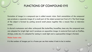 Detailed Study of Compound Eye Structure and Function in Insects | PPTX