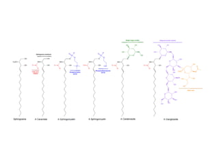 Compound lipids | PPT