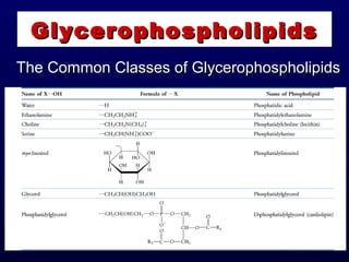 GlycerophospholipidsGlycerophospholipids
The Common Classes of GlycerophospholipidsThe Common Classes of Glycerophospholipids
 