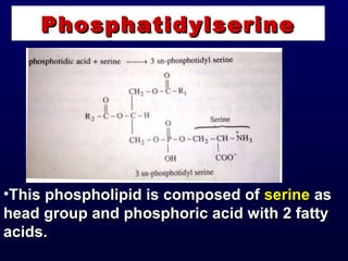 PhosphatidylserinePhosphatidylserine
•This phospholipid is composed ofThis phospholipid is composed of serineserine asas
head group and phosphoric acid with 2 fattyhead group and phosphoric acid with 2 fatty
acids.acids.
 