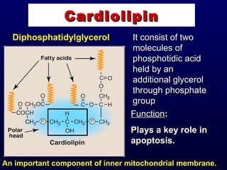 CardiolipinCardiolipin
Diphosphatidylglycerol It consist of twoIt consist of two
molecules ofmolecules of
phosphotidic acidphosphotidic acid
held by anheld by an
additional glyceroladditional glycerol
through phosphatethrough phosphate
groupgroup
FunctionFunction::
Plays a key role inPlays a key role in
apoptosis.apoptosis.
An important component of inner mitochondrial membrane.An important component of inner mitochondrial membrane.
 