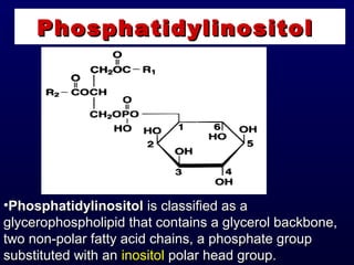 PhosphatidylinositolPhosphatidylinositol
•PhosphatidylinositolPhosphatidylinositol is classified as ais classified as a
glycerophospholipid that contains a glycerol backbone,glycerophospholipid that contains a glycerol backbone,
two non-polar fatty acid chains, a phosphate grouptwo non-polar fatty acid chains, a phosphate group
substituted with ansubstituted with an inositolinositol polar head group.polar head group.
 