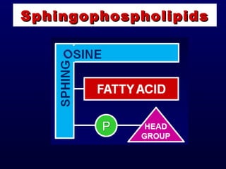 SphingophospholipidsSphingophospholipids
 