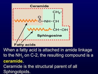 When a fatty acid is attached in amide linkageWhen a fatty acid is attached in amide linkage
to the NHto the NH22 on C-2, the resulting compound is aon C-2, the resulting compound is a
ceramideceramide..
Ceramide is the structural parent of allCeramide is the structural parent of all
Sphingolipids.Sphingolipids.
 