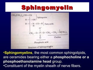 SphingomyelinSphingomyelin
•SphingomyelinsSphingomyelins, the most common sphingolipids,, the most common sphingolipids,
are ceramides bearing either aare ceramides bearing either a phosphocholinephosphocholine or aor a
phosphoethanolamine headphosphoethanolamine head group.group.
•Constituent of the myelin sheath of nerve fibers.
 