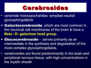 CerebrosidesCerebrosides
• ceramide monosaccharides -simplest neutral
glycosphingolipids
• Galactocerebroside ,which are most common in
the neuronal cell membranes of the brain & have a
Beta –D- galactose head group.
• Glucocerebroside - serves primarily as an
intermediate in the synthesis and degradation of the
more complex glycosphingolipids.
• cerebrosides are found predominantly in the brain and
peripheral nervous tissue, with high concentrations in
the myelin sheath
 