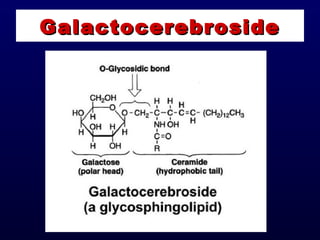 GalactocerebrosideGalactocerebroside
 