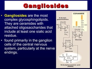 • Gangliosides are the most
complex glycosphingolipids.
They are ceramides with
attached oligosaccharides that
include at least one sialic acid
residue.
• found primarily in the ganglion
cells of the central nervous
system, particularly at the nerve
endings.
GangliosidesGangliosides
 