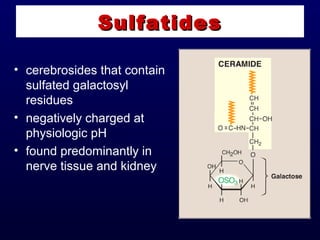 • cerebrosides that contain
sulfated galactosyl
residues
• negatively charged at
physiologic pH
• found predominantly in
nerve tissue and kidney
SulfatidesSulfatides
 