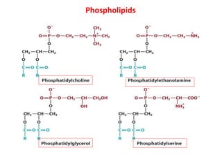 Phospholipids
 