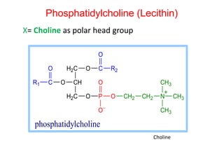 X= Choline as polar head group
O P O
O
O
H2C
CH
H2C
OCR1
O O C
O
R2
CH2 CH2 N CH3
CH3
CH3
+
phosphatidylcholine
Phosphatidylcholine (Lecithin)
Choline
 