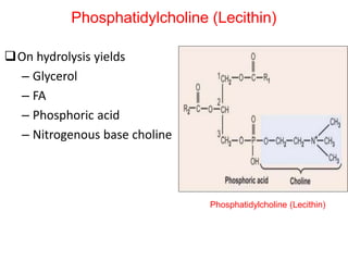 On hydrolysis yields
– Glycerol
– FA
– Phosphoric acid
– Nitrogenous base choline
Phosphatidylcholine (Lecithin)
Phosphatidylcholine (Lecithin)
 