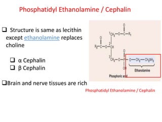 Phosphatidyl Ethanolamine / Cephalin
 Structure is same as lecithin
except ethanolamine replaces
choline
 α Cephalin
 β Cephalin
Brain and nerve tissues are rich
Phosphatidyl Ethanolamine / Cephalin
 