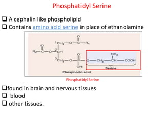 Phosphatidyl Serine
 A cephalin like phospholipid
 Contains amino acid serine in place of ethanolamine
found in brain and nervous tissues
 blood
 other tissues.
Phosphatidyl Serine
 