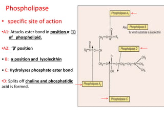 • specific site of action
Phospholipase
•A1: Attacks ester bond in position α (1)
of phospholipid.
•A2: ‘β’ position
• B: α position and lysolecithin
• C: Hydrolyses phosphate ester bond
•D: Splits off choline and phosphatidic
acid is formed.
 