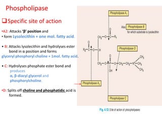 Specific site of action
Phospholipase
•A2: Attacks ‘β’ position and
• form Lysolecithin + one mol. fatty acid.
• B: Attacks lysolecithin and hydrolyses ester
bond in α position and forms
glyceryl phosphoryl choline + 1mol. fatty acid.
• C: Hydrolyses phosphate ester bond and
produces
α, β-diacyl glycerol and
phosphorylcholine.
•D: Splits off choline and phosphatidic acid is
formed.
 