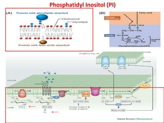 Phosphatidyl Inositol (PI)
 