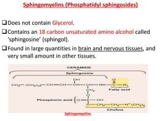 Sphingomyelins (Phosphatidyl sphingosides)
Does not contain Glycerol.
Contains an 18 carbon unsaturated amino alcohol called
‘sphingosine’ (sphingol).
Found in large quantities in brain and nervous tissues, and
very small amount in other tissues.
Sphingomyelins
 