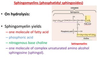 Sphingomyelins (phosphatidyl sphingosides)
• On hydrolysis:
• Sphingomyelin yields
– one molecule of fatty acid
– phosphoric acid
– nitrogenous base choline
– one molecule of complex unsaturated amino alcohol
sphingosine (sphingol).
Sphingomyelins
 