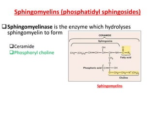 Sphingomyelins (phosphatidyl sphingosides)
Sphingomyelinase is the enzyme which hydrolyses
sphingomyelin to form
Ceramide
Phosphoryl choline
Sphingomyelins
 