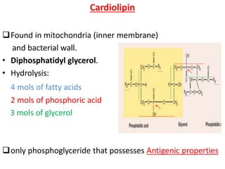 Cardiolipin
Found in mitochondria (inner membrane)
and bacterial wall.
• Diphosphatidyl glycerol.
• Hydrolysis:
4 mols of fatty acids
2 mols of phosphoric acid
3 mols of glycerol
only phosphoglyceride that possesses Antigenic properties
 