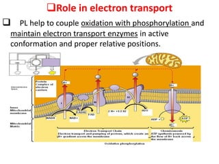 Role in electron transport
 PL help to couple oxidation with phosphorylation and
maintain electron transport enzymes in active
conformation and proper relative positions.
 