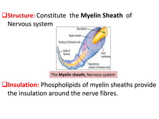 Structure: Constitute the Myelin Sheath of
Nervous system
Insulation: Phospholipids of myelin sheaths provide
the insulation around the nerve fibres.
The Myelin sheath, Nervous system
 