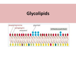 Glycolipids
 