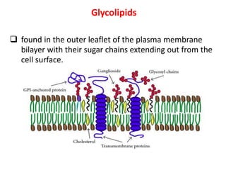Glycolipids
 found in the outer leaflet of the plasma membrane
bilayer with their sugar chains extending out from the
cell surface.
 