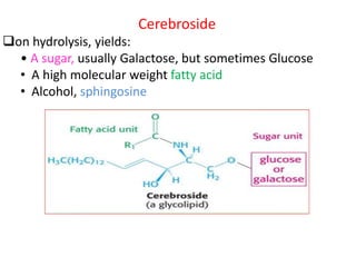Cerebroside
on hydrolysis, yields:
• A sugar, usually Galactose, but sometimes Glucose
• A high molecular weight fatty acid
• Alcohol, sphingosine
 