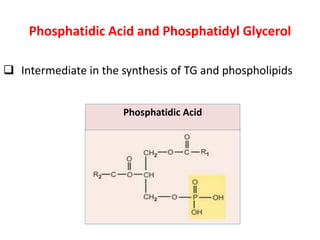 Phosphatidic Acid and Phosphatidyl Glycerol
 Intermediate in the synthesis of TG and phospholipids
Phosphatidic Acid
 