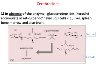 Cerebrosides
 In absence of the enzyme, glucocerebrosides (kerasin)
accumulate in reticuloendothelial (RE) cells viz., liver, spleen,
bone marrow and also brain.
Ceramide
Glucose
 