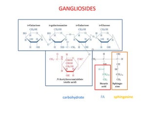 GANGLIOSIDES
FA sphingosinecarbohydrate
 