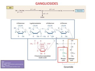 GANGLIOSIDES
Ceramide
 