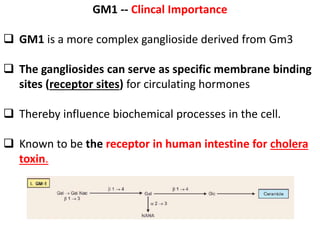 GM1 -- Clincal Importance
 GM1 is a more complex ganglioside derived from Gm3
 The gangliosides can serve as specific membrane binding
sites (receptor sites) for circulating hormones
 Thereby influence biochemical processes in the cell.
 Known to be the receptor in human intestine for cholera
toxin.
 