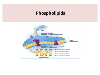 Phospholipids
 