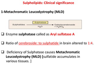 Sulpholipids: Clinical significance
1-Metachromatic Leucodystrophy (MLD)
 Enzyme sulphatase called as Aryl sulfatase A
 Ratio of cerebroside: to sulphatide in brain altered to 1:4.
 Deficiency of Sulphatase causes Metachromatic
Leucodystrophy (MLD) [sulfatide accumulates in
various tissues. ]
 