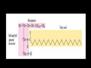 compound lipids.ppt