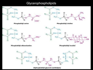 compound lipids.ppt