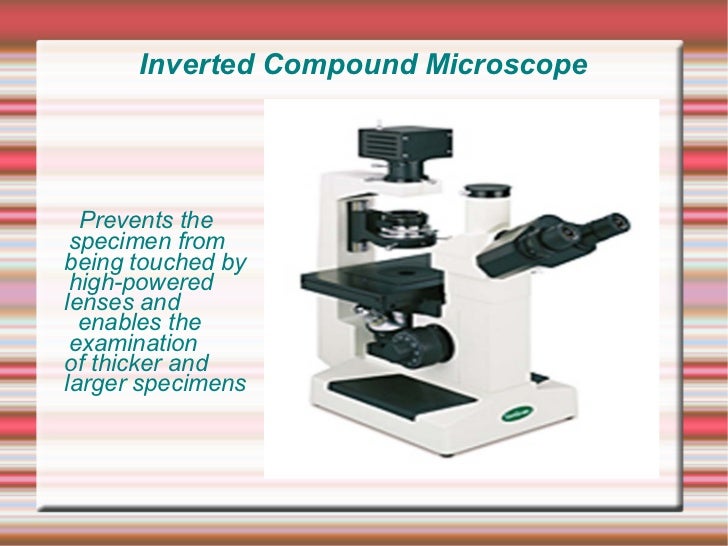 Compound Microscopes An Essential and Affordable Apparatus