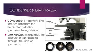Compound Light microscope | PDF