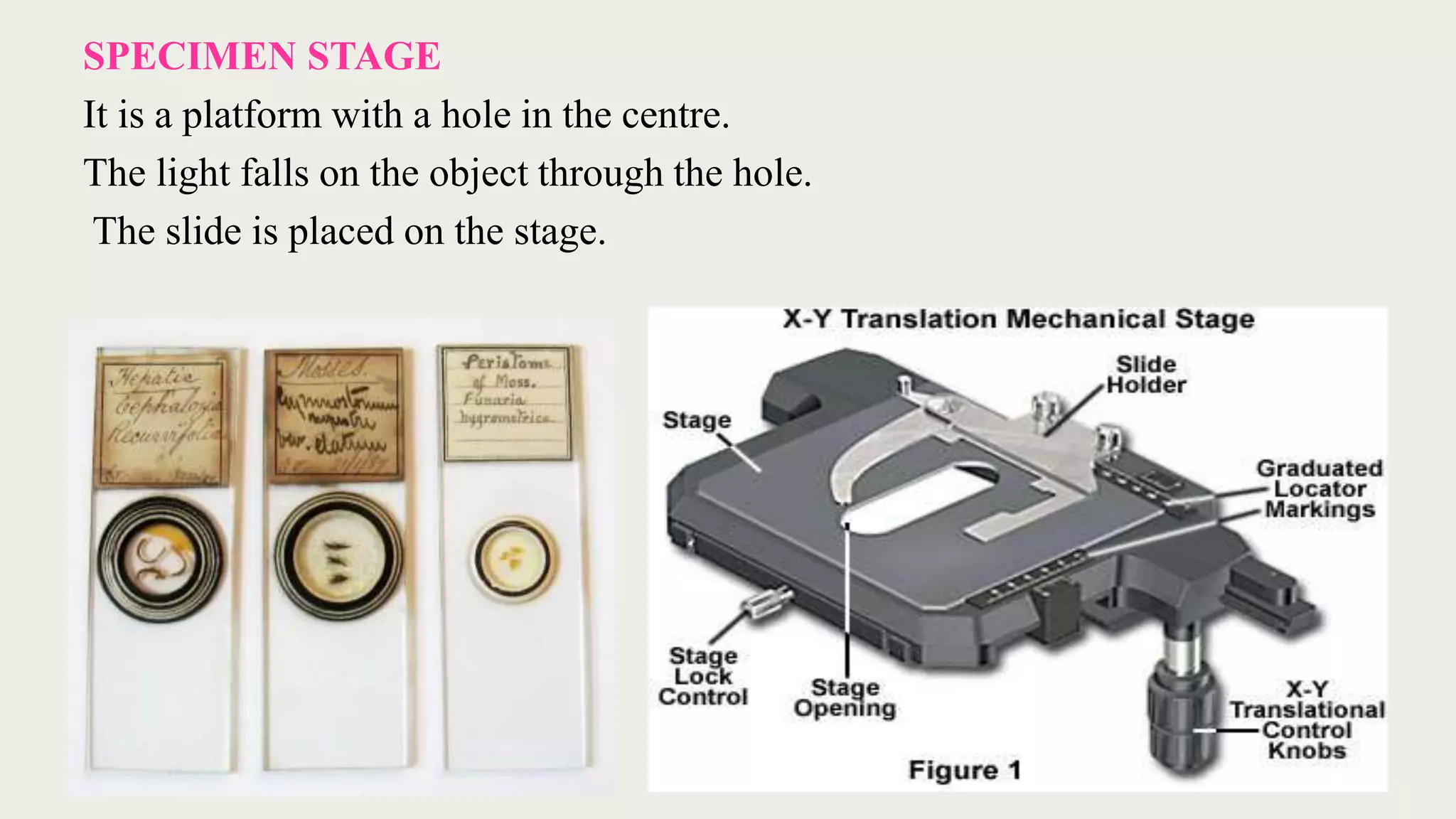SPECIMEN STAGE
It is a platform with a hole in the centre.
The light falls on the object through the hole.
The slide is placed on the stage.
 