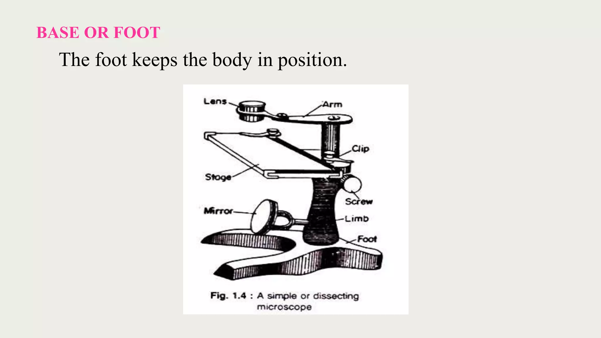 BASE OR FOOT
The foot keeps the body in position.
 