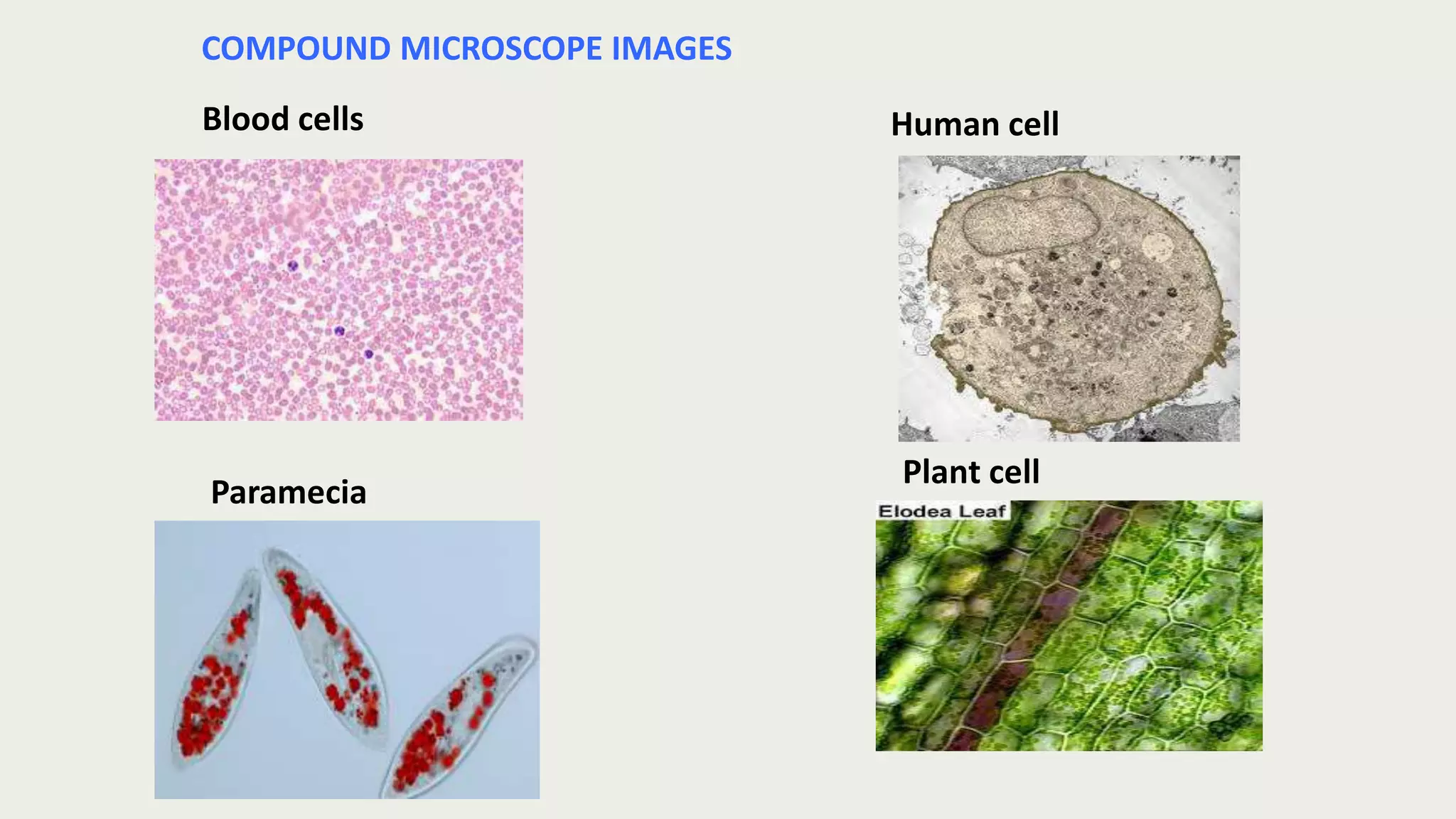 Blood cells Human cell
Plant cell
Paramecia
COMPOUND MICROSCOPE IMAGES
 