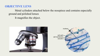 OBJECTIVE LENS
Metal cylinders attached below the nosepiece and contains especially
ground and polished lenses
It magnifies the object.
Onion cells
 