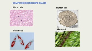 Blood cells Human cell
Plant cell
Paramecia
COMPOUND MICROSCOPE IMAGES
 